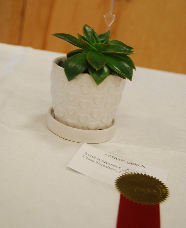 Flower Show winner plant 1 -2023